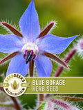 Blue Borage Herb Seeds | 50+ Seeds, Organic, Edible Flowers, Pollinator, Heirloom, Bee-Friendly, Borago officinalis flower seeds