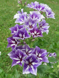 Phlox ÔSugar StarsÕ Flower Seeds, Cottage Garden Annual Blooms, 50+ Seeds flower seeds