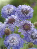 Scabiosa ÔOxford BlueÕ Seeds, Cottage Garden Pincushion Flower Bouquet Blooms, 20 Seeds flower seeds