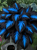 200+ Blue Midnight Hosta Seeds Shade Perennial Heirloom seeds bulk