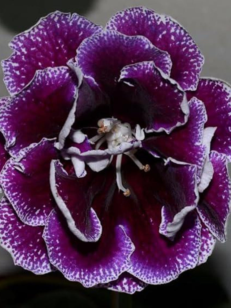 Dark pure purple Gloxinia Double Imported Holland Flower Bulbs Pack Of 2 FLOWER DELIVERY
