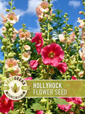 Hollyhock Flower Seeds | 25+ Seeds, Heirloom, Pink, Yellow, Red & White Blend, Non-GMO, Alcea Rosea flower seeds