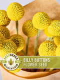 Billy Buttons Flower Seeds | 50+ Seeds, Heirloom Wildflower, Yellow Drumsticks, Dried Arrangements, Craspedia Globosa flower seeds