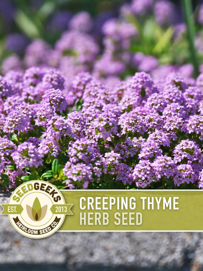 Creeping Thyme Seeds | 50+ Seeds, Heirloom Culinary Herb, Ground Cover, Aromatic Blooms, Thymus serpyllum seeds bulk