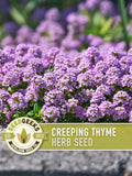 Creeping Thyme Seeds | 50+ Seeds, Heirloom Culinary Herb, Ground Cover, Aromatic Blooms, Thymus serpyllum seeds bulk