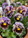 25 Ruffled Fringed Pansy Viola Seeds | Striped Velvet Flower | Cool Season Blooms flower seeds