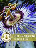 Blue Passionflower Seeds | 20+ Seeds, Heirloom, Non-GMO, Vining Flower, Fragrant, Medicinal, Passiflora caerulea flower seeds
