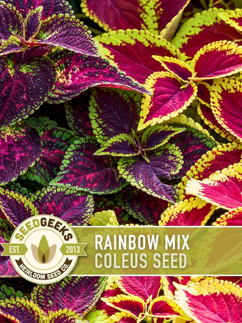 Rainbow Coleus Flower Seed | 100+ Seeds, Shade Garden, Indoor Houseplant, Tropical Leaves, Coleus blumei flower seeds