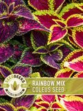 Rainbow Coleus Flower Seed | 100+ Seeds, Shade Garden, Indoor Houseplant, Tropical Leaves, Coleus blumei flower seeds