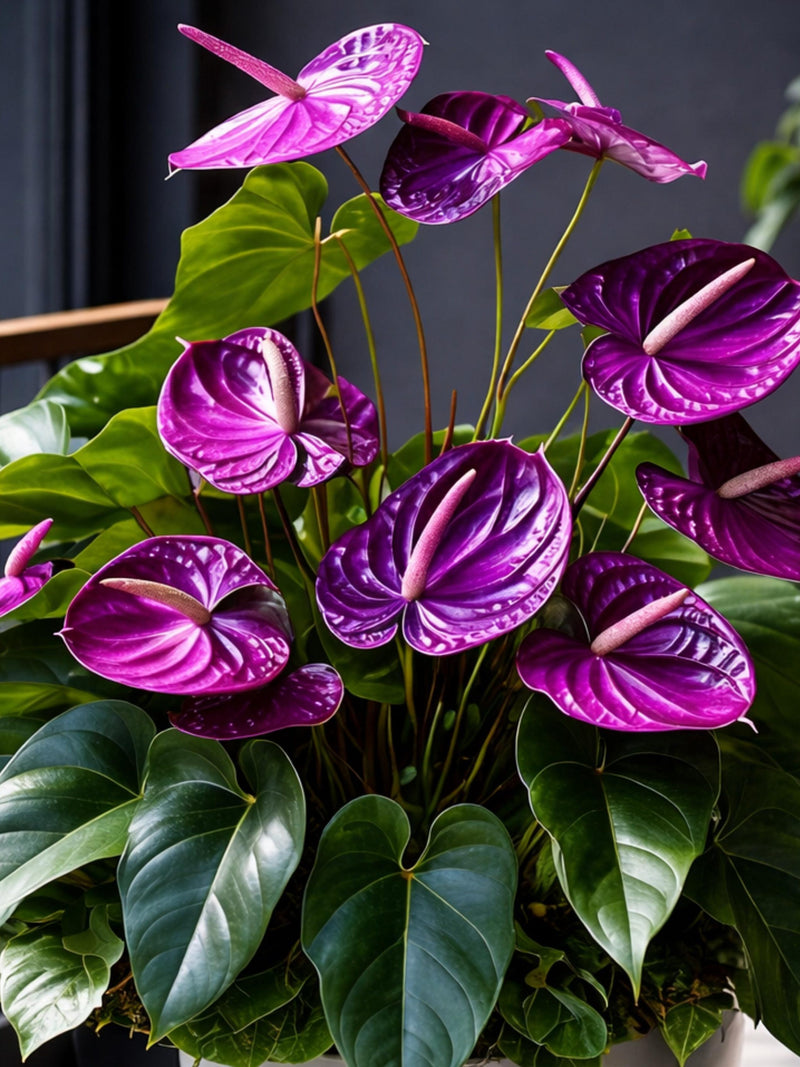 Purple Anthurium Andraeanum Live Plant, Rare Tropical Flowering Houseplant, Rooted Starter Plant FLOWER DELIVERY