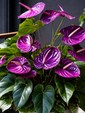 Purple Anthurium Andraeanum Live Plant, Rare Tropical Flowering Houseplant, Rooted Starter Plant FLOWER DELIVERY