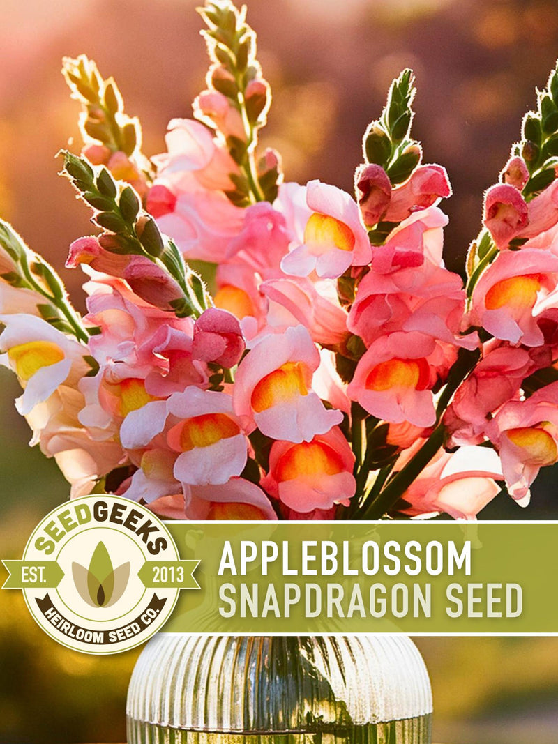 Appleblossom Snapdragon Seeds | 100+ Seeds, Heirloom Cottage Garden, Nectar Flowers, Border Plant, Antirrhinum majus flower seeds