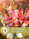 Appleblossom Snapdragon Seeds | 100+ Seeds, Heirloom Cottage Garden, Nectar Flowers, Border Plant, Antirrhinum majus flower seeds