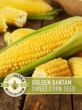 Golden Bantam Sweet Corn Seeds | 50+ Seeds, Non-GMO, Open Pollinated, Heirloom, Zea mays seeds bulk