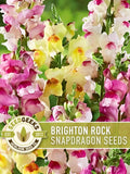 Brighton Rock Snapdragon Seeds | 100+ Seeds, Heirloom, Pastel Bi-colored Marbled, Cottage, Antirrhinum majus flower seeds