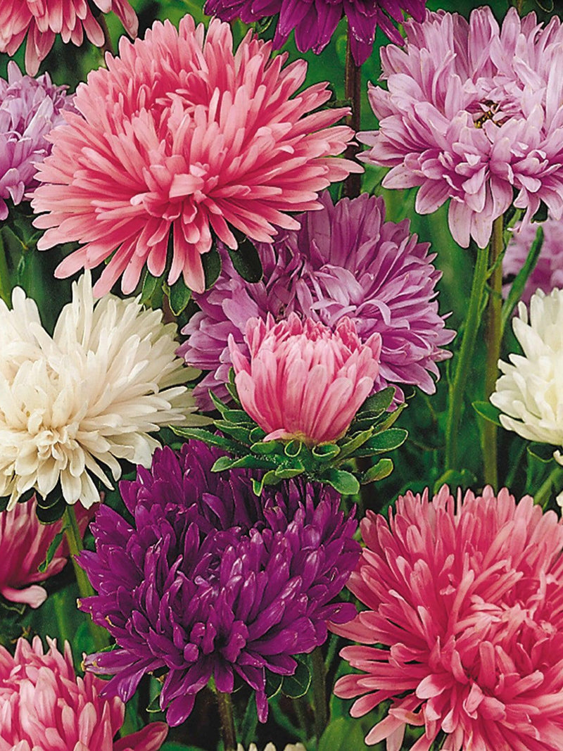 Powderpuff Aster Seeds | Callistephus Chinensis | Annual Pollinator | Cut Flower | Cottage Garden |Easy Grow | Heirloom flower spore