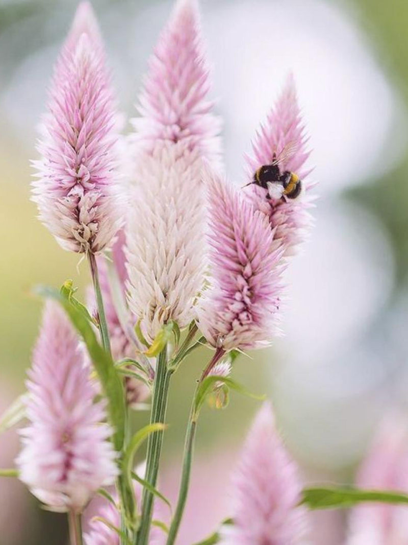 Flamingo Feather Celosia Seeds, Celosia spicata , Pink Plume Cut Flower, Dried Flower Garden, 50 Seeds flower seeds