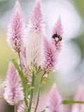 Flamingo Feather Celosia Seeds, Celosia spicata , Pink Plume Cut Flower, Dried Flower Garden, 50 Seeds flower seeds