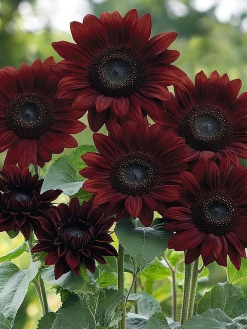 Chocolate Cherry Sunflower Seeds, Helianthus annuus, Burgundy Branching Cut Flower, Garden Annual, 20 Seeds flower spore