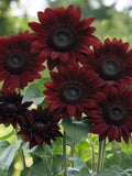 Chocolate Cherry Sunflower Seeds, Helianthus annuus, Burgundy Branching Cut Flower, Garden Annual, 20 Seeds flower spore