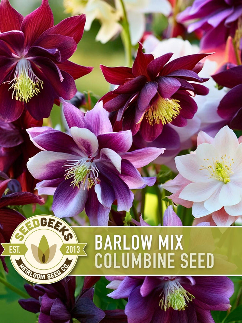 Barlow Columbine Flower Seeds | 20+ heirloom double blooms, star-shaped, vibrant colors, perennial, Aquilegia vulgaris flower seeds