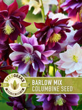 Barlow Columbine Flower Seeds | 20+ heirloom double blooms, star-shaped, vibrant colors, perennial, Aquilegia vulgaris flower seeds