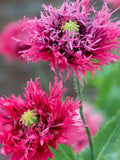 Rose Feathers Poppy, Rose Swan Poppy, Papaver somniferum, 100 Seeds seeds bulk