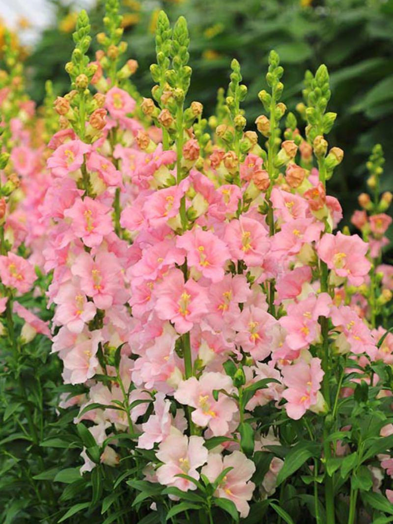 Chantilly Snapdragon- Light Pink Flower Seeds, Antirrhinum majus, Cut Flower, For Bouquets, 30 Seeds flower spore