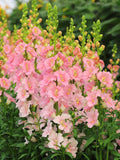 Chantilly Snapdragon- Light Pink Flower Seeds, Antirrhinum majus, Cut Flower, For Bouquets, 30 Seeds flower seeds