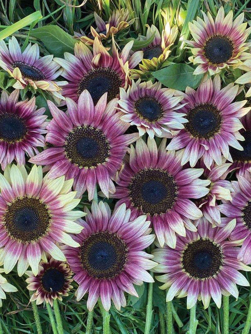 Sunflower ÔStrawberry BlondeÕ Seeds, Helianthus annuus, Pink Flower, Cut Flower for Bouquet, 15 Seeds flower seeds
