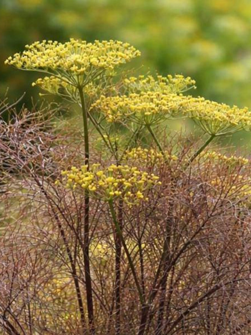 Bronze Fennel seeds, Grown in Canada, Foeniculum vulgare Purpureum seeds bulk