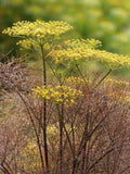 Bronze Fennel seeds, Grown in Canada, Foeniculum vulgare Purpureum seeds bulk