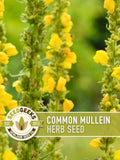 Common Mullein Seeds | 100+ Seeds, Heirloom Medicinal Herb, Rare Organic, Non-GMO, Verbascum Thapsus seeds bulk