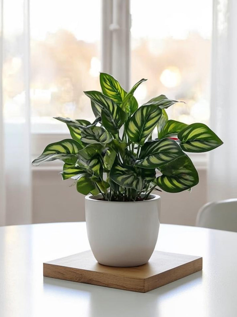Small Artificial Bonsai in Pot - Faux Foliage for Desk & Office Decor - Minimalist Greenery - Fake Potted Plant for Aesthetic Room Decor faux plants