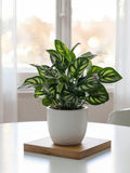Small Artificial Bonsai in Pot - Faux Foliage for Desk & Office Decor - Minimalist Greenery - Fake Potted Plant for Aesthetic Room Decor faux plants