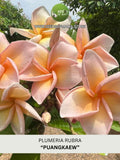 Fragrant Plumeria Rubra | Exotic Frangipani "PUANGKAEW" | 5 Fresh Seeds | New collection 2026! FLOWER DELIVERY