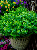 UV Resistant Artificial Boxwood Shrubs Ð 8 Bundles Non-Fading Fake Greenery for Outdoor Indoor Decor faux plants
