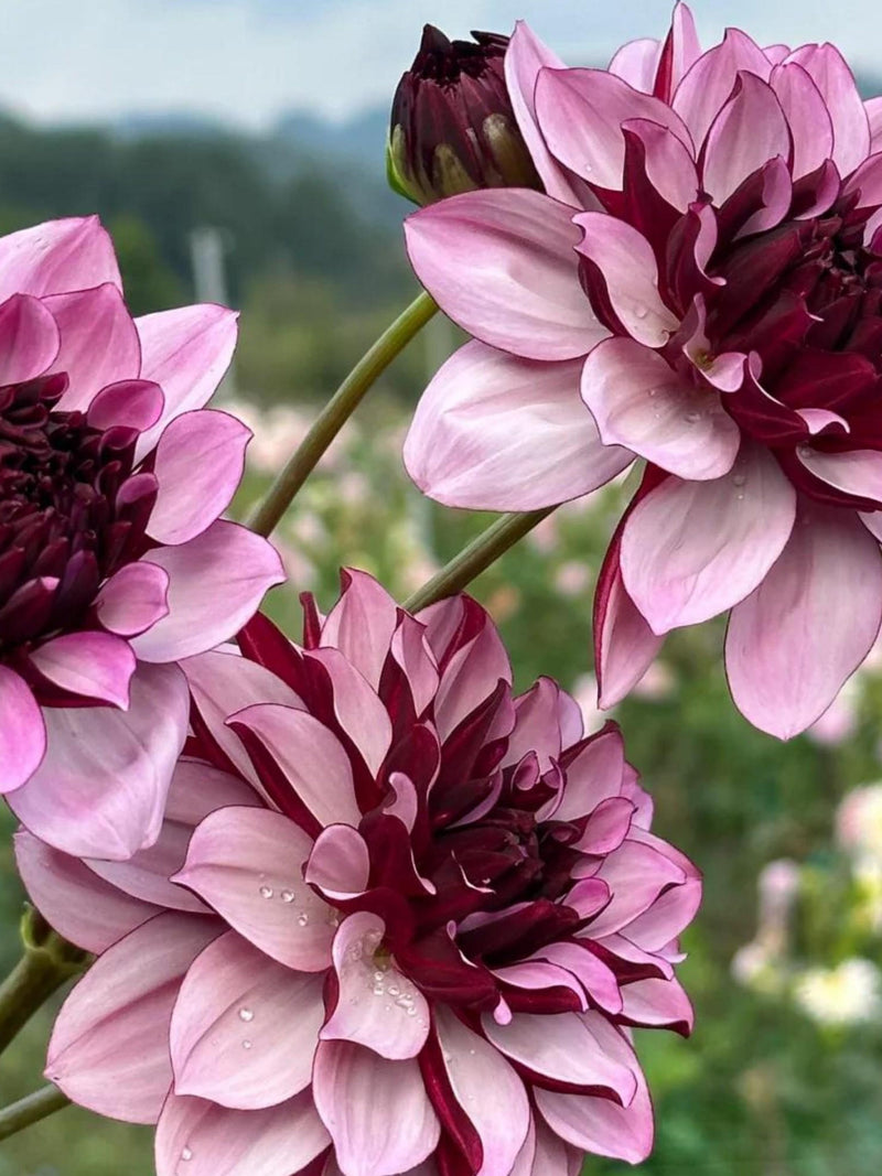 Cesar's Creativity' Dahlia  Seeds - 25 Count:  Giant Blooms - Flowering _ Cut Flowers, Large Flowers, Easy Growing,  Fast Growing flower seeds