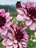 Cesar's Creativity' Dahlia  Seeds - 25 Count:  Giant Blooms - Flowering _ Cut Flowers, Large Flowers, Easy Growing,  Fast Growing flower seeds