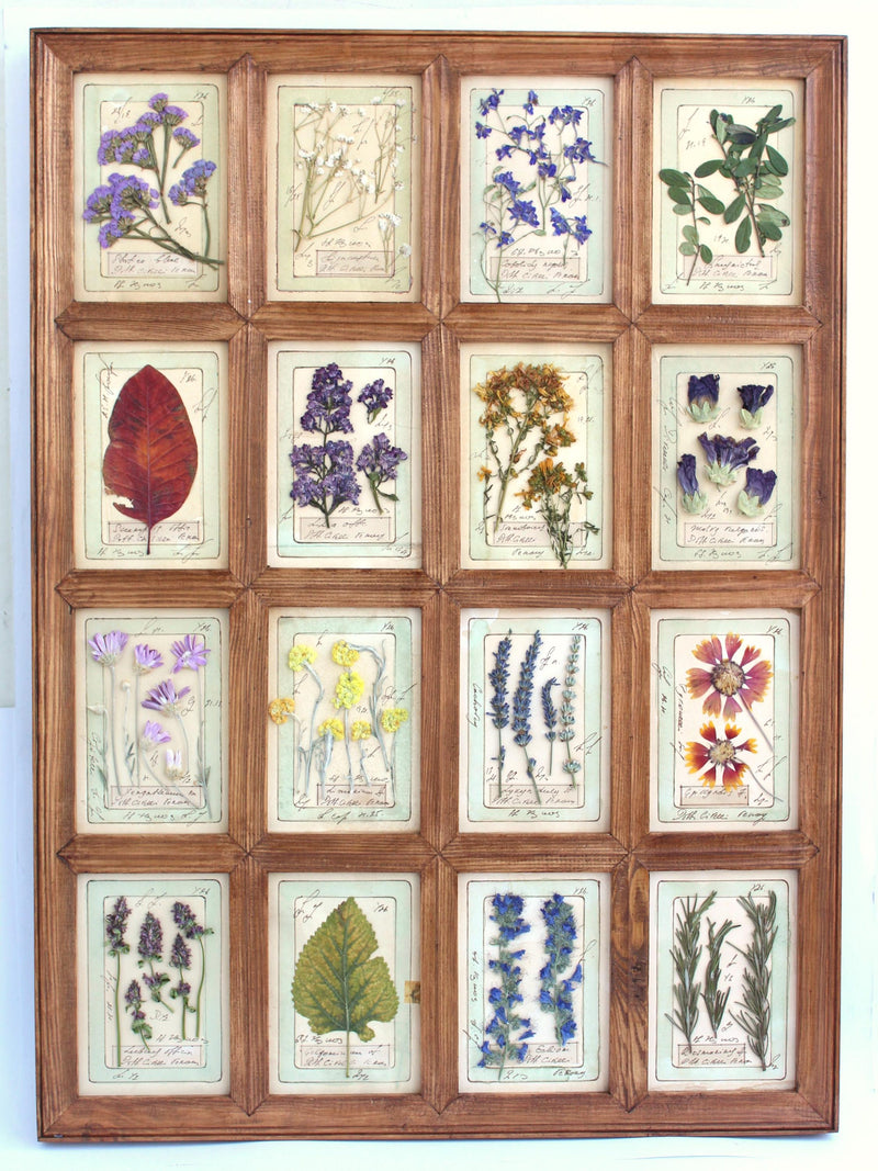 Framed Pressed Flower Art: Vintage Botanical Herbarium Wall Hanging Decor, Farmhouse Dried Specimen Herbs Country French Herbal Pictures birthday flower