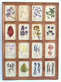 Framed Pressed Flower Art: Vintage Botanical Herbarium Wall Hanging Decor, Farmhouse Dried Specimen Herbs Country French Herbal Pictures birthday flower