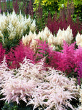 50 MIXED Colors ASTILBE BUNTER Astilbe Simplicifolia Shade Red White Purple Pink Flower Seeds flower seeds