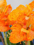 5 YELLOW CANNA LILY Indian Shot Canna Indica Flower Seeds *Comb S/H flower seeds