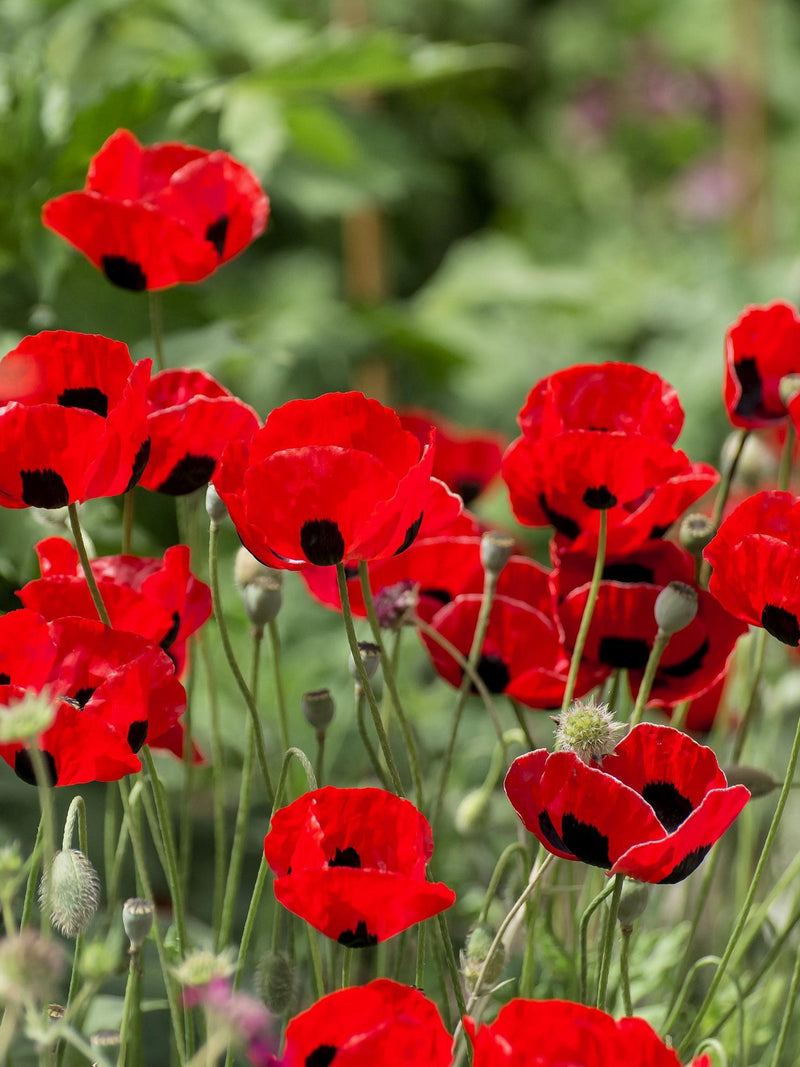 500 ORIENTAL RED Mix POPPY Papaver Orientale Flower Seeds seeds bulk