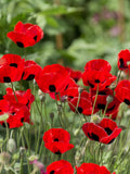 500 ORIENTAL RED Mix POPPY Papaver Orientale Flower Seeds seeds bulk