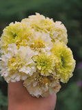 Lemon Yellow Marigold Seeds Ð 25 Seeds  Ð Easy to Grow ÐPollinator-FriendlyÐCut Flower Garden Blooms ÐCottage Garden Plant flower seeds