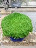 1000 Bulk CORSICAN MINT Mentha Requienii Herb Fragrant Ground Cover Flower Seeds seeds bulk