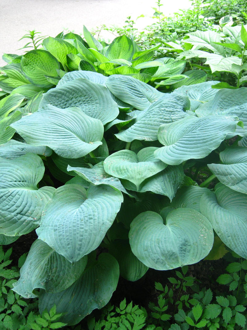 10 HOSTA ELEGANS Shade Lover Flower Seeds seeds bulk