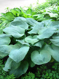 10 HOSTA ELEGANS Shade Lover Flower Seeds seeds bulk