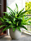 Fake Ferns UV Resistant Outdoor Plants | Real Touch Artificial Greenery for Home Garden Decor faux plants